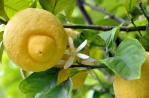 citrón 2